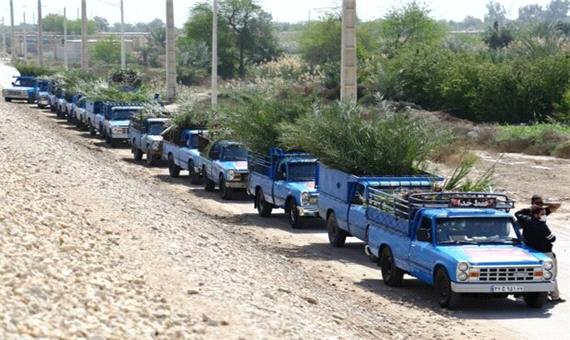 آغاز عملیات اجرایی طرح توزیع و کاشت 4500 نهال مثمر نخل در خرمشهر