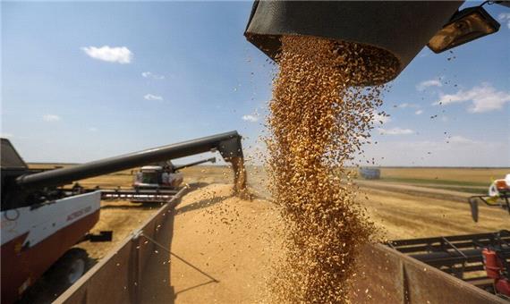 تمهیدات لازم برای خرید گندم و کلزا در خوزستان فراهم شد