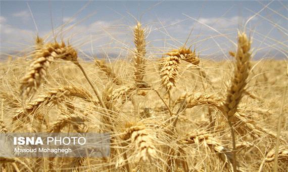 از بین رفتن 80 هزار هکتار از اراضی گندم خوزستان به علت خشکسالی