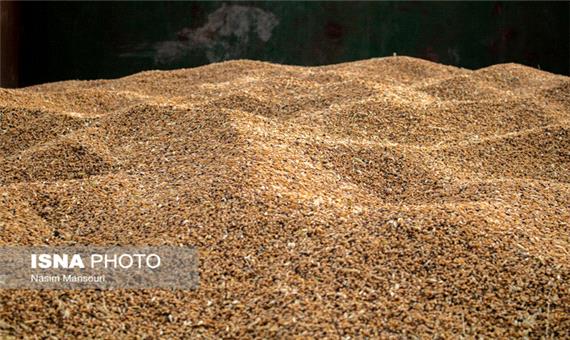 واردات بیش از یک میلیون تن گندم به کشور از ابتدای امسال